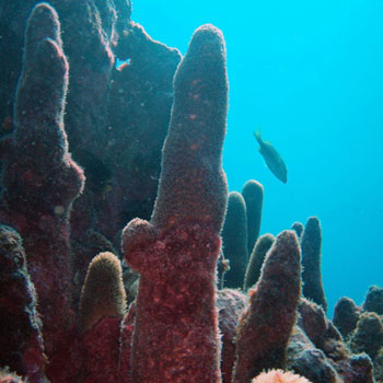 Pillar Coral photo