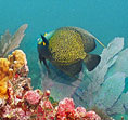 Photo of AWARE Fish I.D. diving courses in Key Largo, Florida Keys