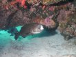Monday June 11th 2018 Santana: Molasses Reef reef report photo 1