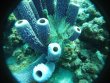 Saturday November 3rd 2018 Santana: Molasses Reef reef report photo 2