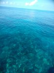 Monday December 17th 2018 Santana: Molasses Reef reef report photo 1