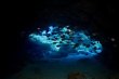Wednesday June 19th 2019 Santana: ChristmasTree Cave reef report photo 2