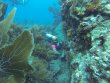 Tuesday December 24th 2019 Santana: Molasses Reef reef report photo 1