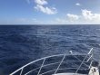 Sunday November 1st 2020 Tropical Adventure: USCGC Duane reef report photo 1