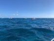 Thursday November 26th 2020 Tropical Adventure: Molasses Reef reef report photo 1