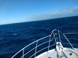 Monday December 28th 2020 Tropical Adventure: Permit Ledges reef report photo 1