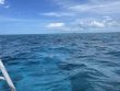 Saturday July 24th 2021 Tropical Adventure: Eagle Ray Alley reef report photo 1