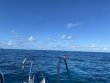 Friday November 25th 2022 Tropical Adventure: Snapper Ledge reef report photo 1