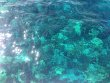 Thursday July 30th 2015 Tropical Adventure: Drift Molasses reef report photo 1