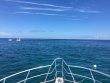 Saturday September 17th 2016 Tropical Adventure: Molasses Reef reef report photo 1