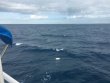 Friday November 4th 2016 Tropical Adventure: USCGC Duane reef report photo 1