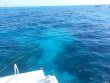 Friday June 13th 2014 Tropical Adventure: Drift Molasses reef report photo 1