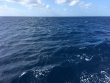 Friday February 10th 2017 Tropical Adventure: USCGC Duane reef report photo 1