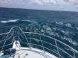 Monday April 3rd 2017 Tropical Adventure: Molasses Reef reef report photo 1