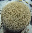 Wednesday May 17th 2017 Tropical Adventure: Molasses Reef reef report photo 1