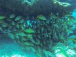Friday September 1st 2017 Tropical Adventure: Eagle Ray Alley reef report photo 1