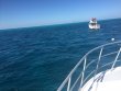 Thursday March 15th 2018 Tropical Adventure: Permit Ledges reef report photo 1