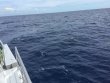 Friday June 1st 2018 Tropical Adventure: USCGC Bibb reef report photo 1