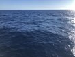 Sunday November 29th 2020 Tropical Destiny: USCGC Duane reef report photo 1