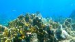 Wednesday April 14th 2021 Tropical Destiny: Fire Coral Cave reef report photo 1