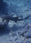 Wednesday July 14th 2021 Tropical Destiny: Hole in the Wall reef report photo 2