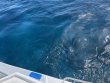 Saturday August 7th 2021 Tropical Destiny: USCGC Duane reef report photo 2