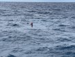Saturday August 7th 2021 Tropical Destiny: USCGC Duane reef report photo 3