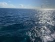 Sunday September 26th 2021 Tropical Destiny: Molasses Reef reef report photo 1