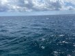 Sunday September 26th 2021 Tropical Destiny: Permit Ledges reef report photo 1