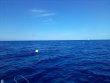 Wednesday May 18th 2022 Tropical Destiny: Spiegel Grove reef report photo 1