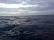 Friday May 20th 2022 Tropical Destiny: Spiegel Grove reef report photo 1