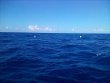 Friday May 27th 2022 Tropical Destiny: Spiegel Grove reef report photo 1