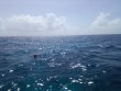 Wednesday June 15th 2022 Tropical Destiny: USCGC Bibb reef report photo 1