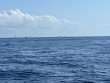 Saturday June 18th 2022 Tropical Destiny: USCGC Duane reef report photo 1