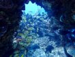 Sunday May 21st 2023 Tropical Destiny: Fire Coral Cave reef report photo 1