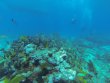 Friday June 1st 2018 Tropical Destiny: Eagle Ray Alley reef report photo 1
