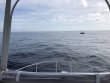 Thursday June 14th 2018 Tropical Destiny: USCGC Duane reef report photo 1