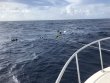 Tuesday July 31st 2018 Tropical Destiny: USCGC Duane reef report photo 1