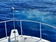 Saturday March 2nd 2019 Tropical Destiny: USCGC Duane reef report photo 2