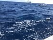Saturday March 9th 2019 Tropical Destiny: USCGC Duane reef report photo 1