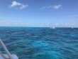 Saturday March 9th 2019 Tropical Destiny: Fire Coral Cave reef report photo 1