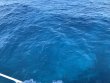Saturday March 16th 2019 Tropical Destiny: USCGC Duane reef report photo 1