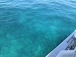 Tuesday June 11th 2019 Tropical Destiny: USCGC Duane reef report photo 1