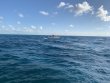 Tuesday March 17th 2020 Tropical Destiny: French Reef reef report photo 1