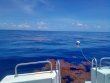 Thursday June 23rd 2022 Tropical Explorer: Spiegel Grove reef report photo 2