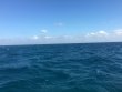 Monday November 23rd 2015 Tropical Explorer: Spanish Anchor reef report photo 1
