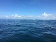 Saturday June 11th 2016 Tropical Explorer: Drift Molasses reef report photo 1
