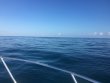 Thursday December 29th 2016 Tropical Explorer: Molasses Reef reef report photo 1