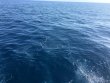 Tuesday February 14th 2017 Tropical Explorer: USCGC Duane reef report photo 2