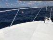 Tuesday March 21st 2017 Tropical Explorer: USCGC Bibb reef report photo 1